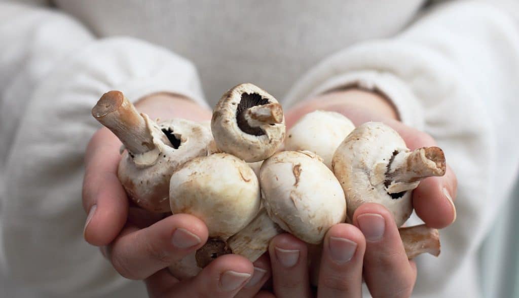 Hands holding fresh functional mushrooms close-up