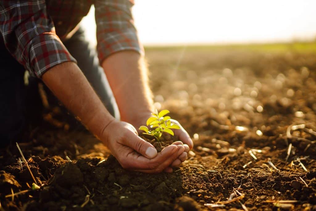 regenerative agriculture foods seedling in healthy soil cupped by farmer