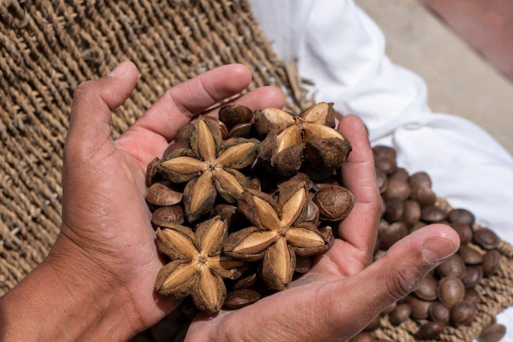 Hands holding dried pods highlighting sacha inchi benefits