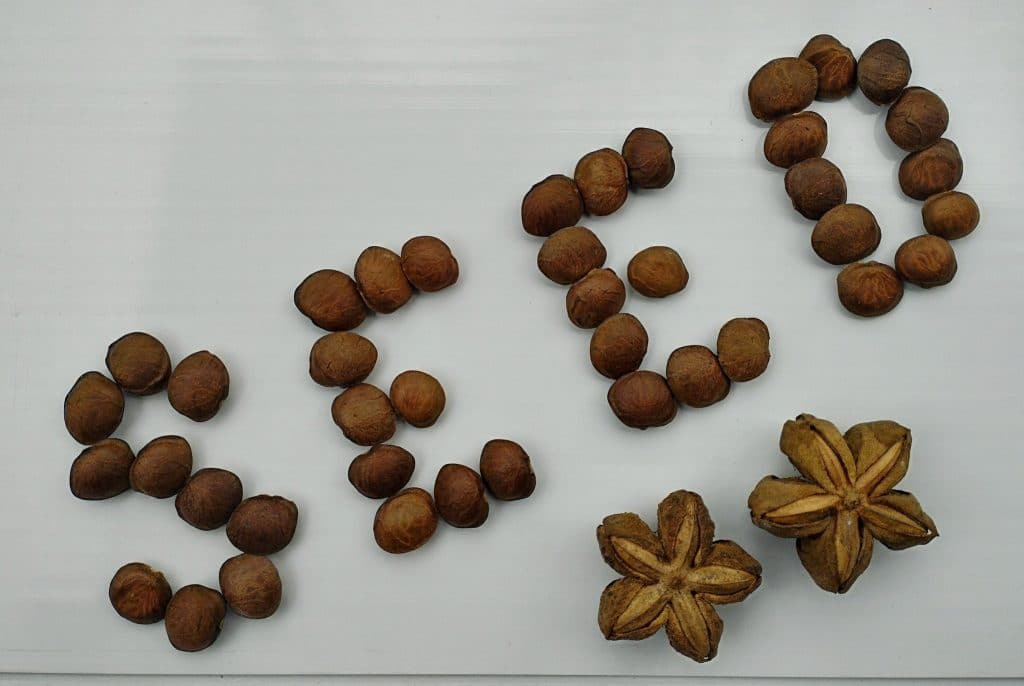 seeds arranged on white background spelling seed word