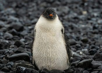 The Nihilist Penguin Meme Explained