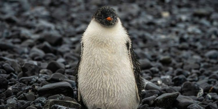 The Nihilist Penguin Meme Explained