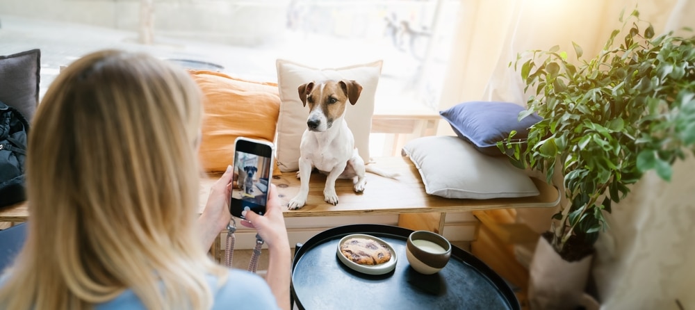 pet content marketing